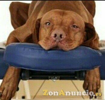Adiestra a terapeuta canino